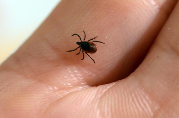 Tick held in a person's hand.
